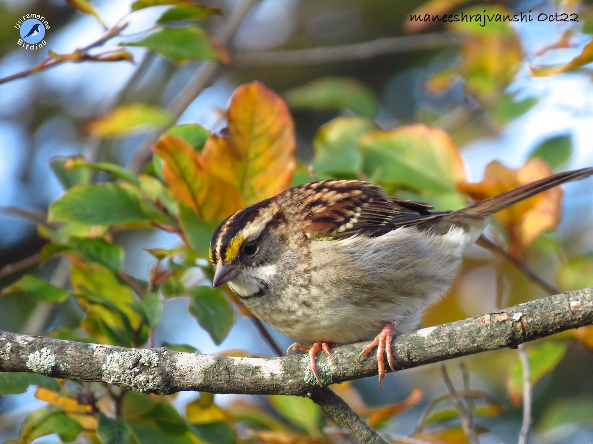 White-throated Sparrow - Maneesh Rajvanshi