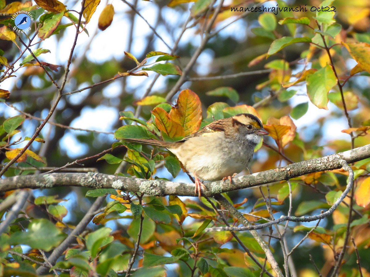 White-throated Sparrow - Maneesh Rajvanshi