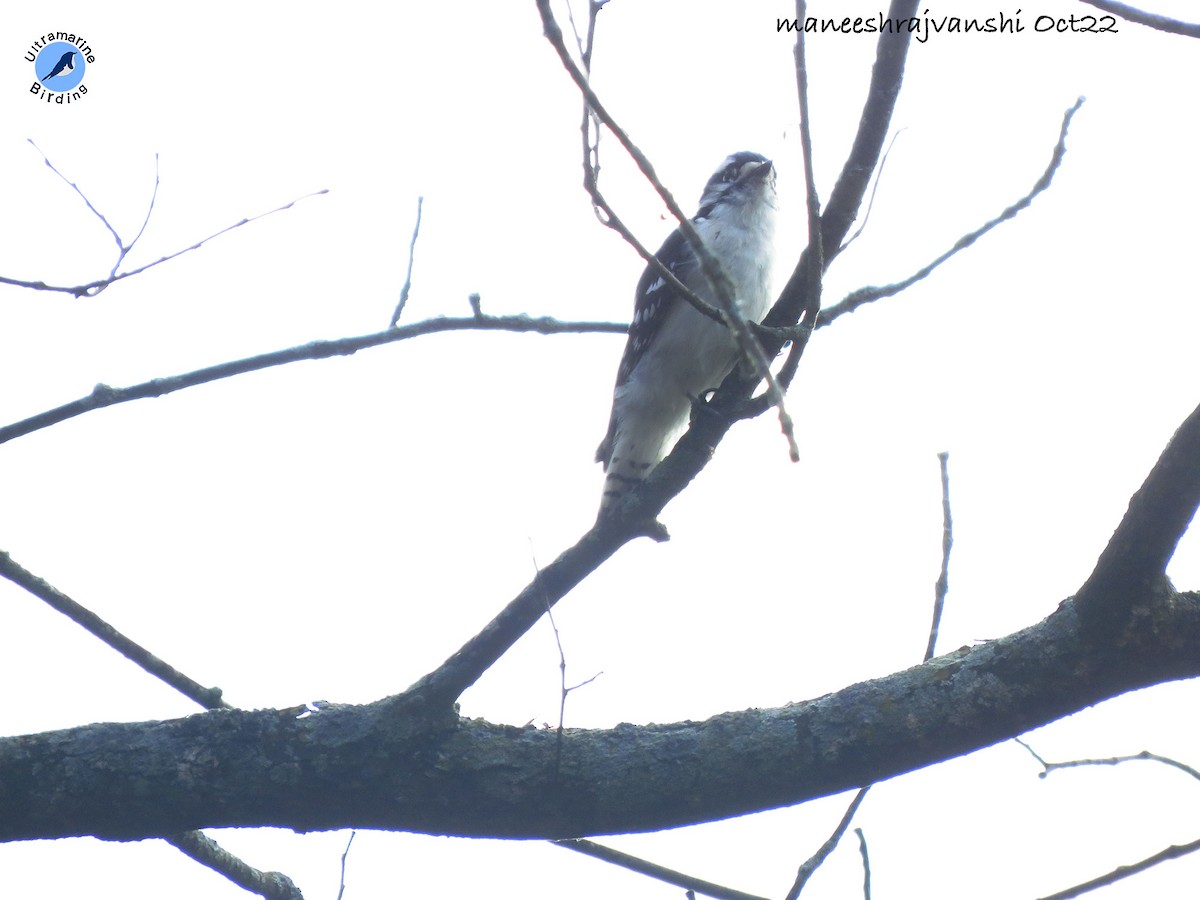 Downy Woodpecker - ML492612651