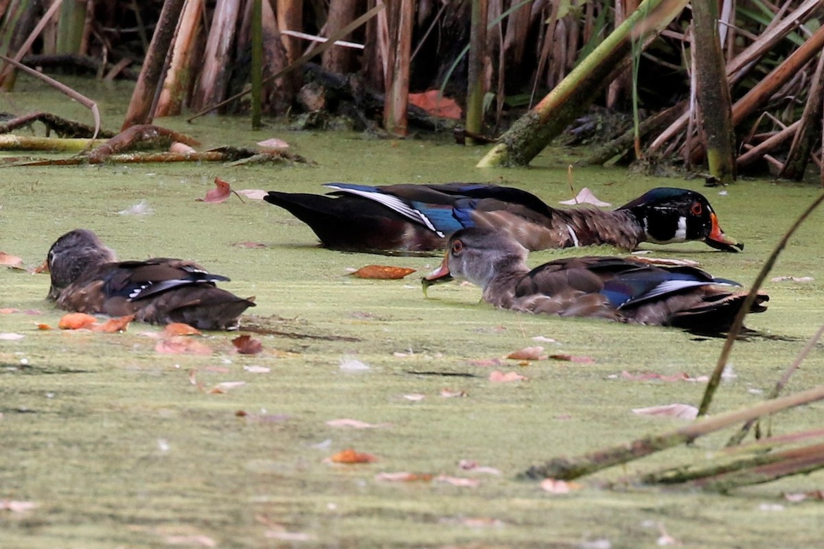 Wood Duck - ML492613551