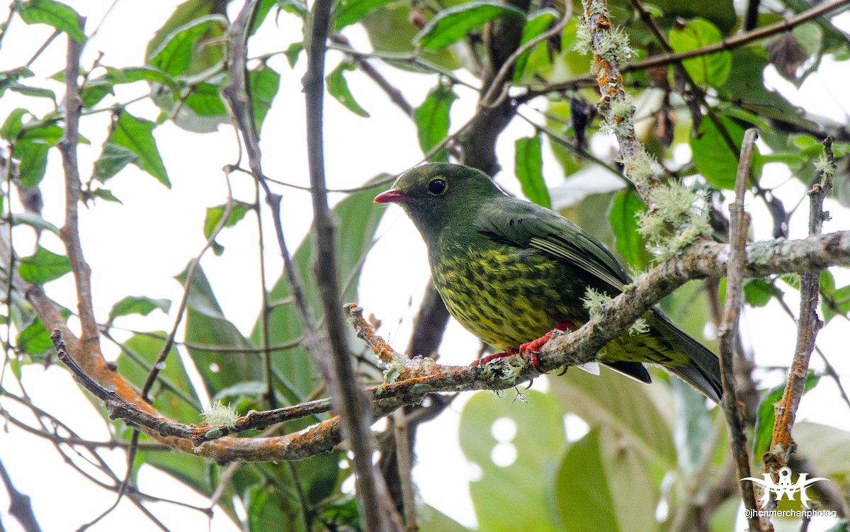 Green-and-black Fruiteater - Jhon James Merchan Angel