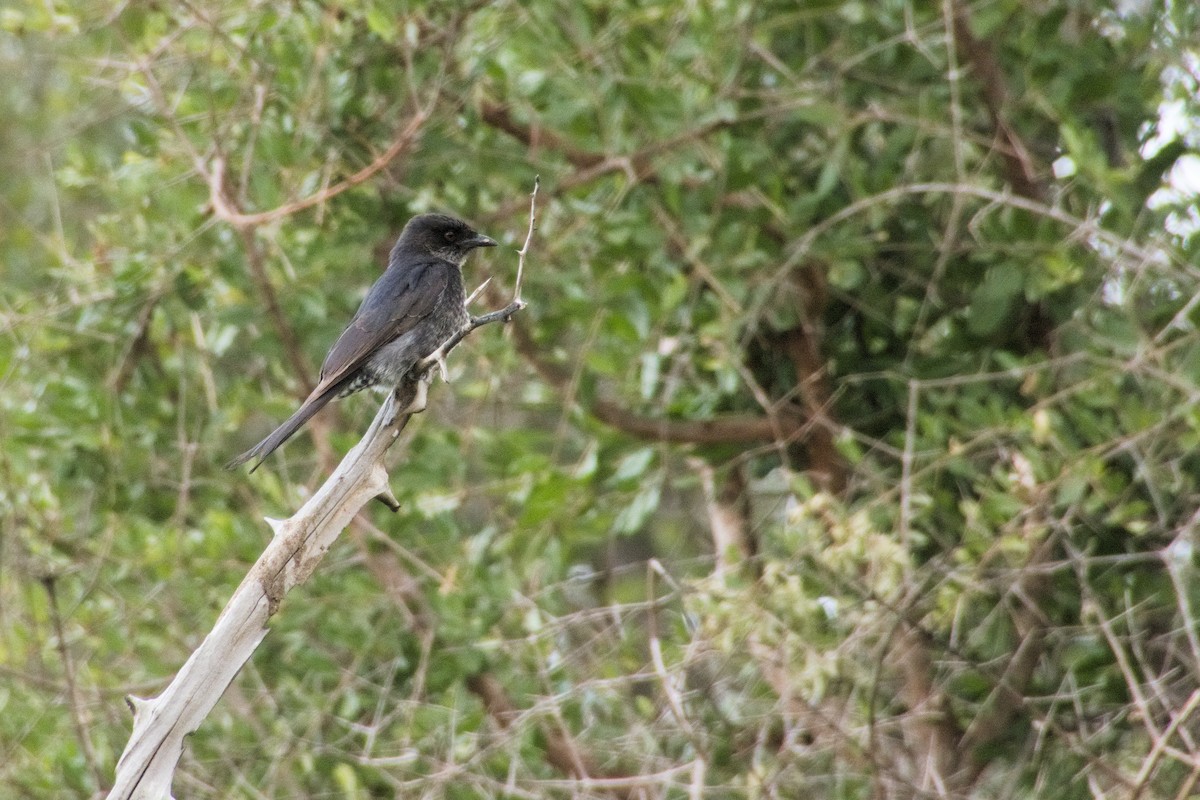 Çatal Kuyruklu Drongo - ML492614181