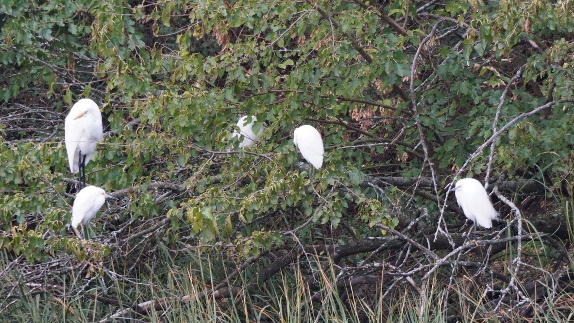 Snowy Egret - ML492614641