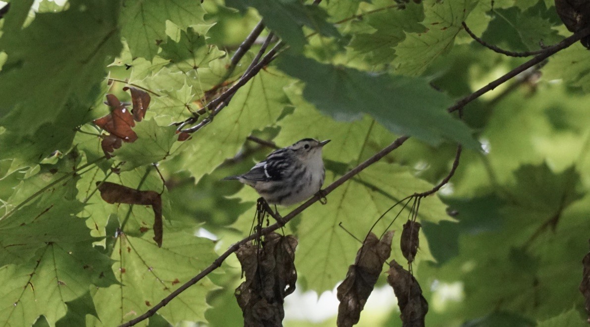 Black-and-white Warbler - ML492615281