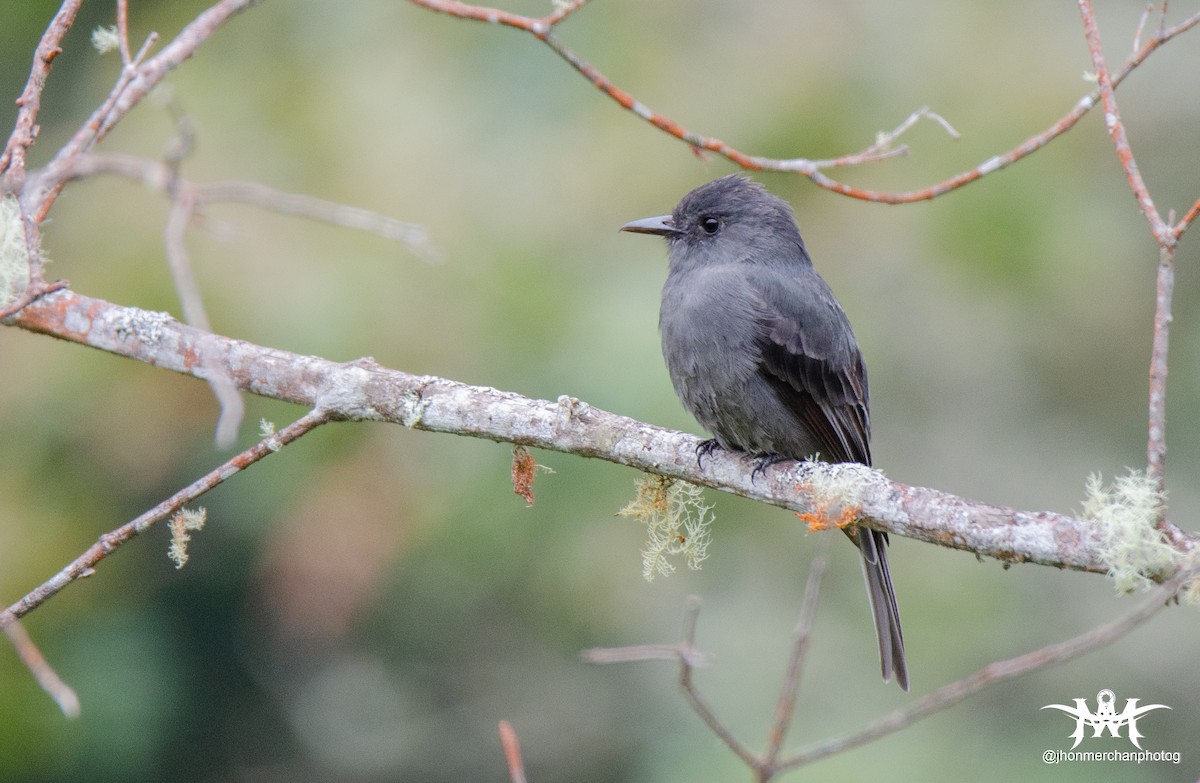 Smoke-colored Pewee - Jhon James Merchan Angel