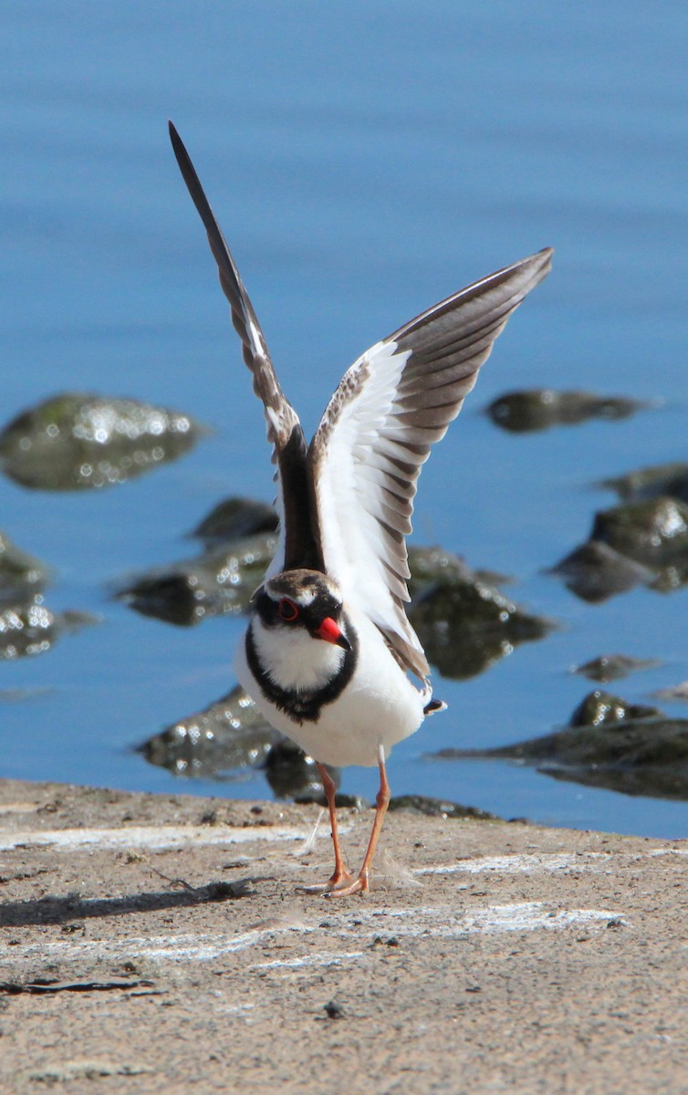 Black-fronted Dotterel - Sandra Gallienne