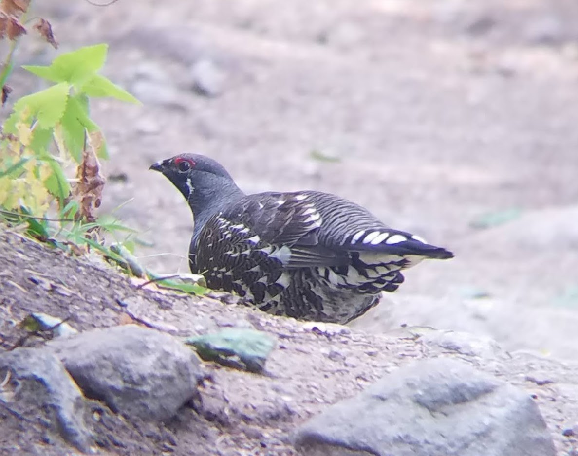 Spruce Grouse - ML492616431