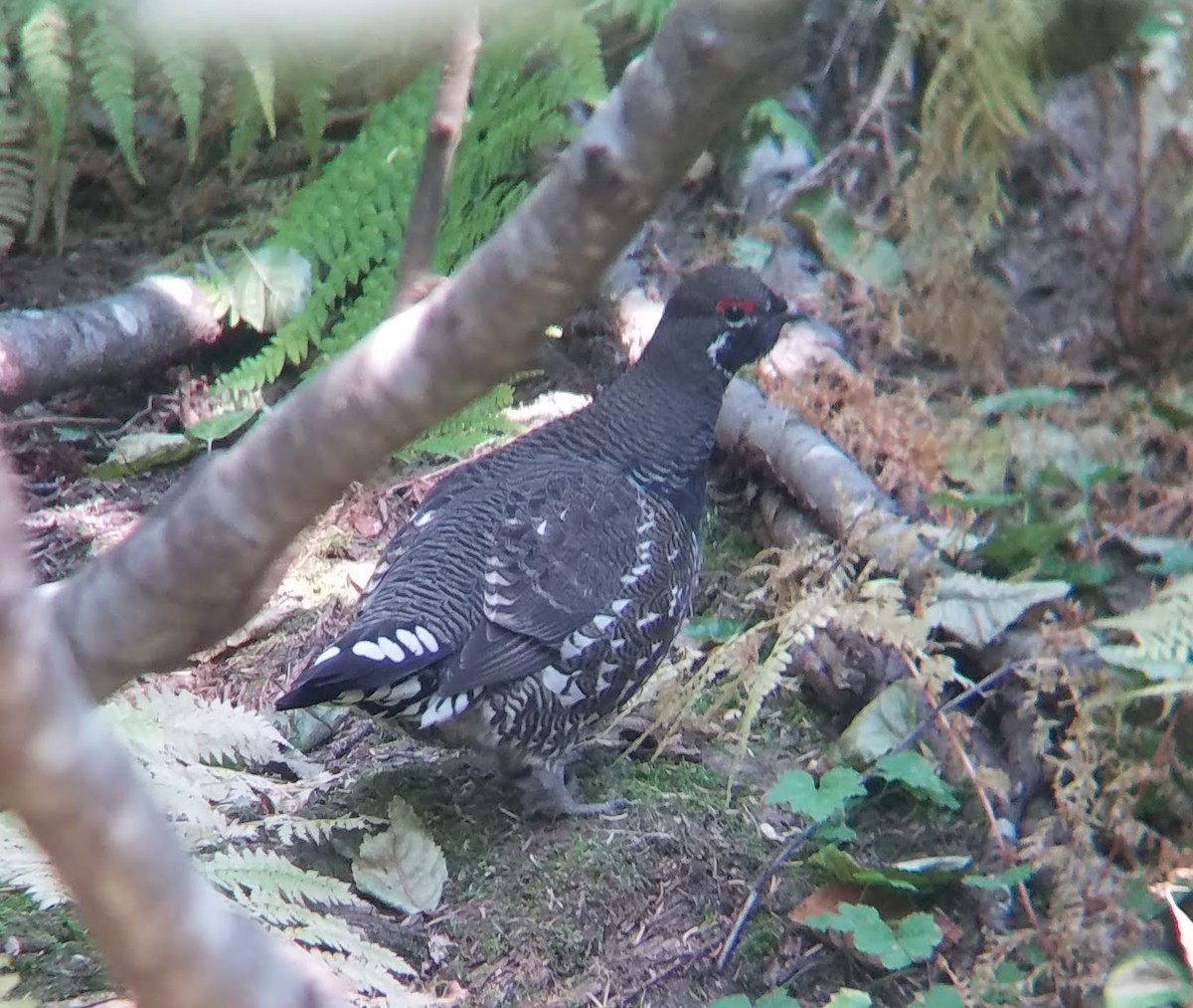 Spruce Grouse - ML492616481