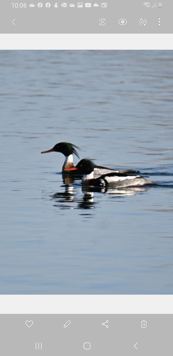 Red-breasted Merganser - ML492617301