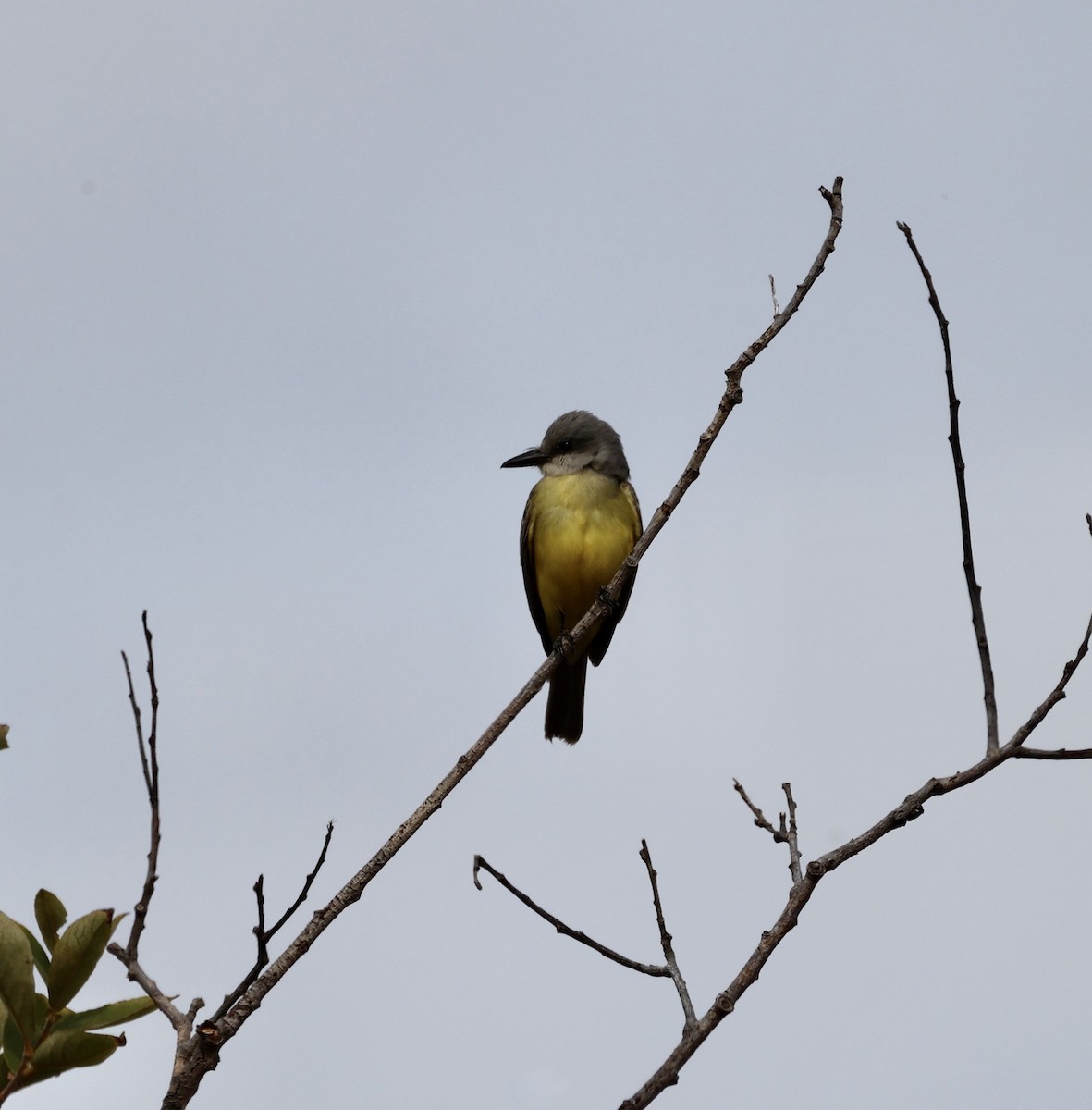 Tropical Kingbird - Lily Mah-Sen