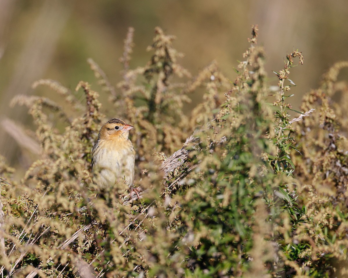 bobolink americký - ML492617581