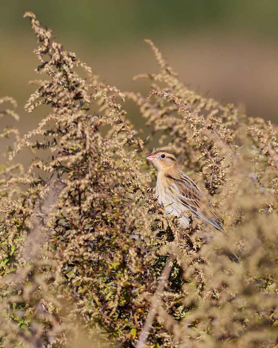 bobolink americký - ML492617611