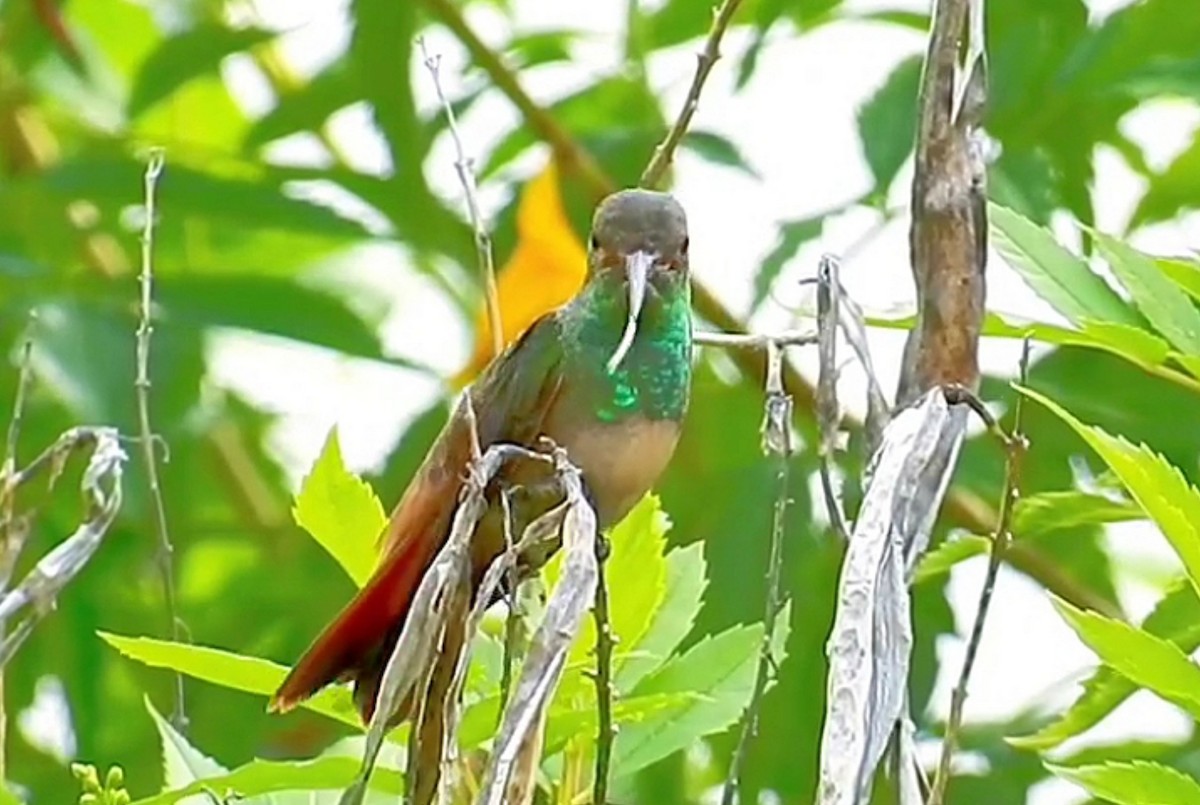 Buff-bellied Hummingbird - ML492621321