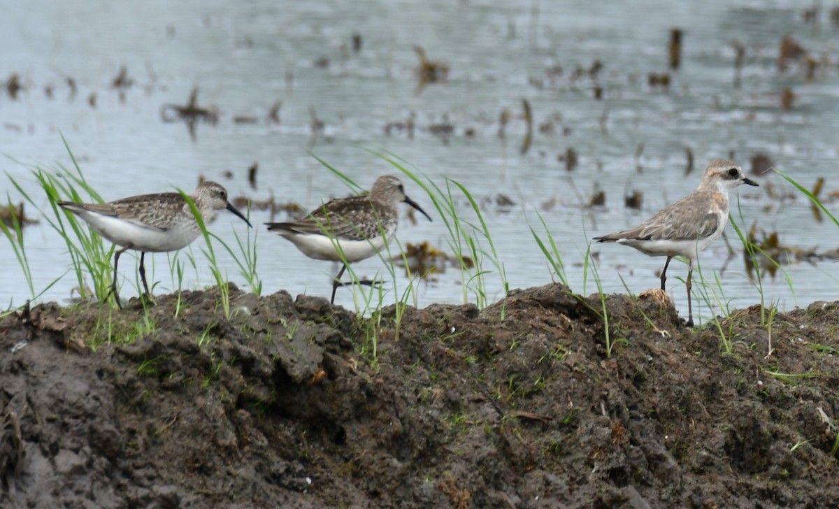 Greater Sand-Plover - Dr George P J