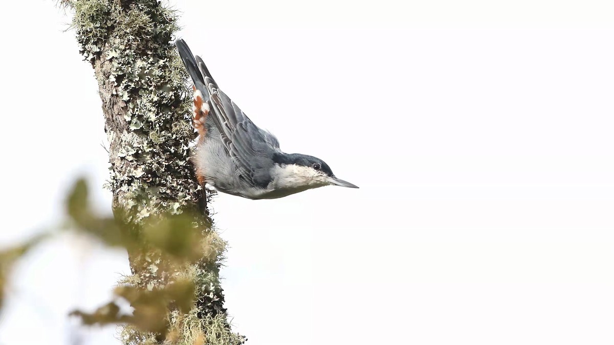 Giant Nuthatch - ML492622501