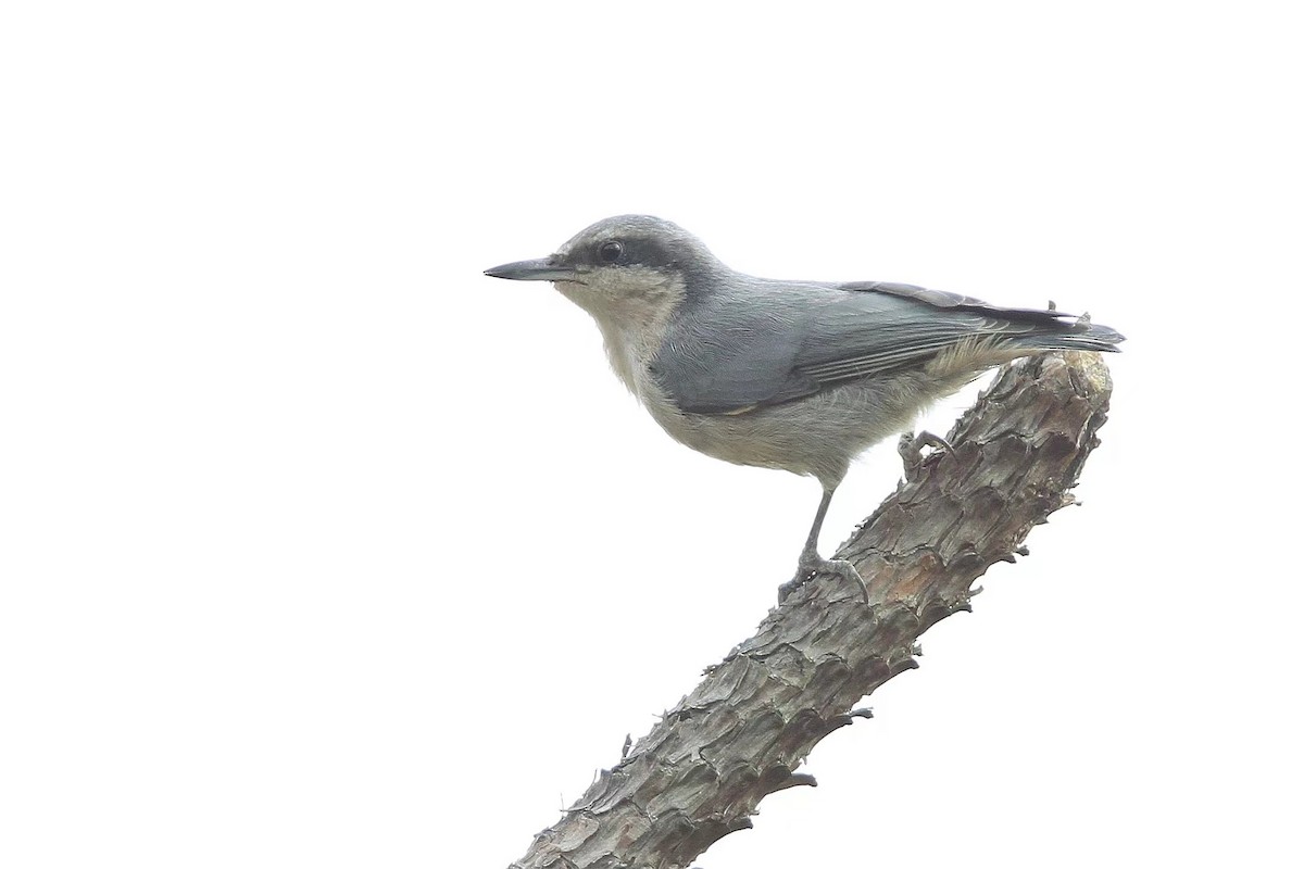 Yunnan Nuthatch - ML492622681