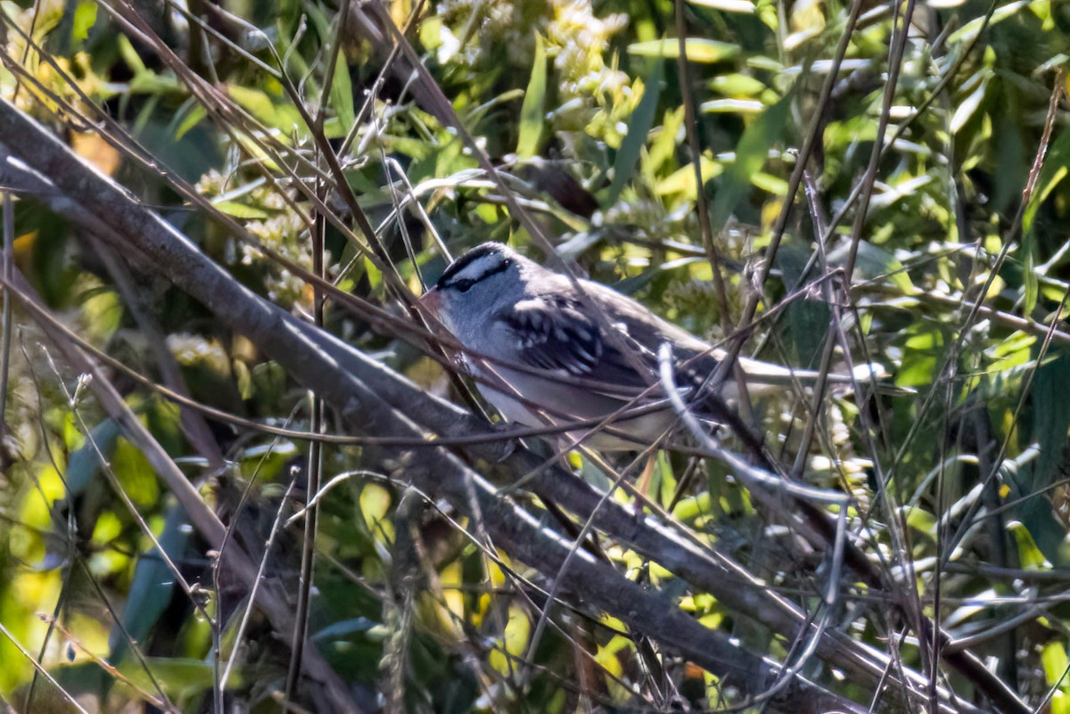 White-crowned Sparrow - James Davis