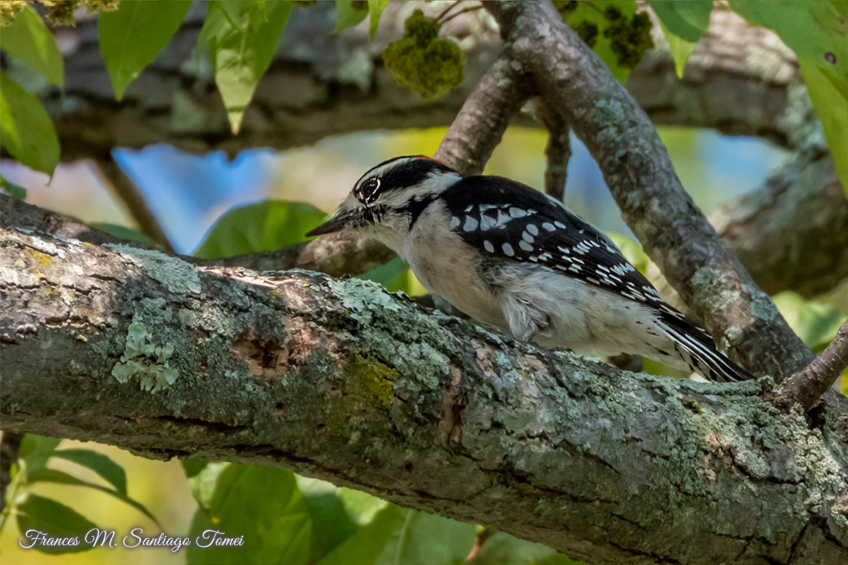 Downy Woodpecker - ML492625201