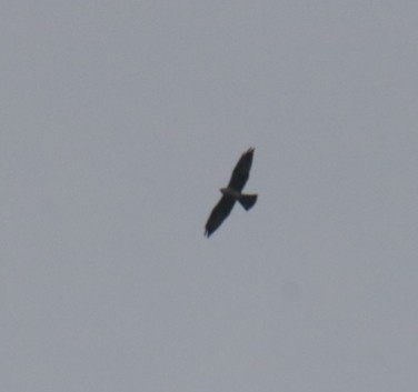 Mississippi Kite - ML492625501