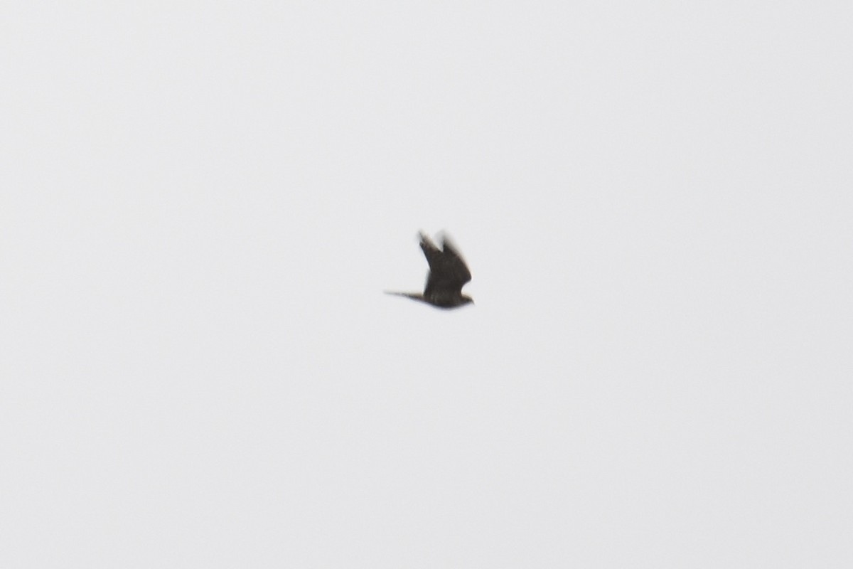 Merlin - ML492626001