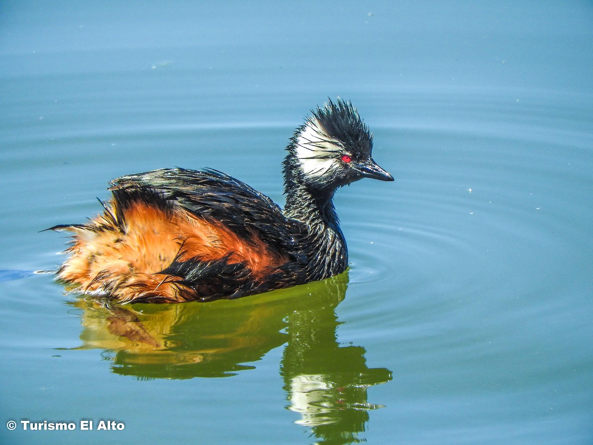 White-tufted Grebe - Diego Del Carpio