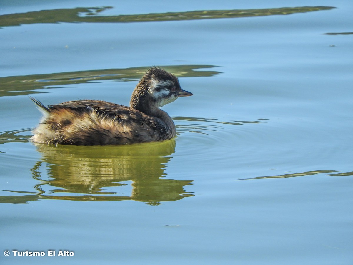 White-tufted Grebe - ML492626341