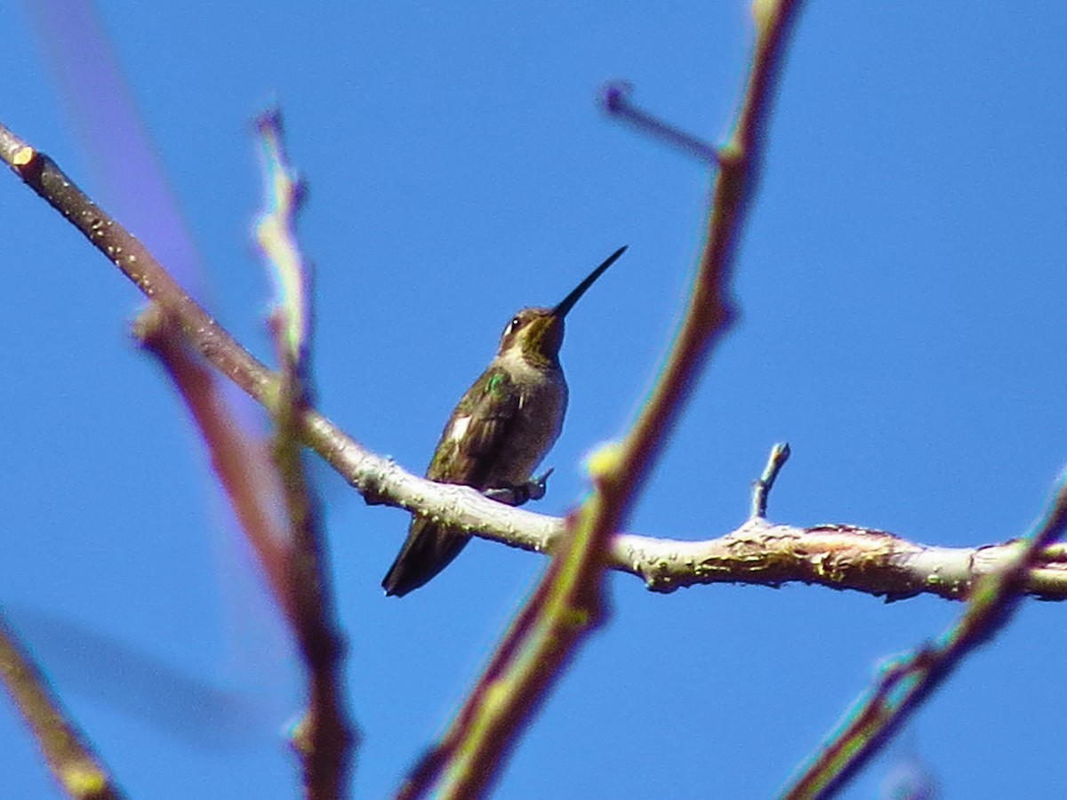 Plain-capped Starthroat - ML49262781