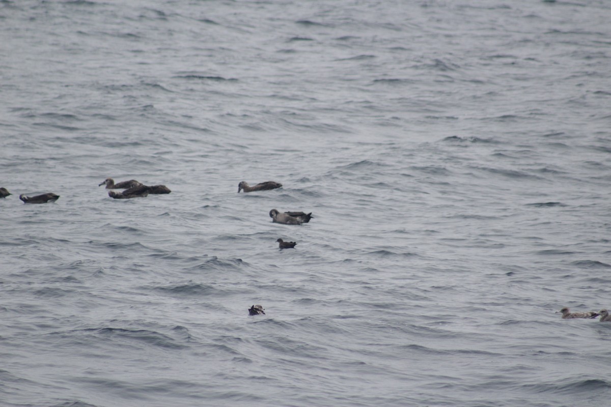 Short-tailed Shearwater - ML492628091