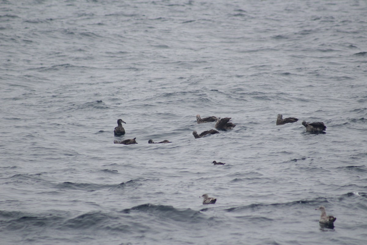 Short-tailed Shearwater - ML492628111