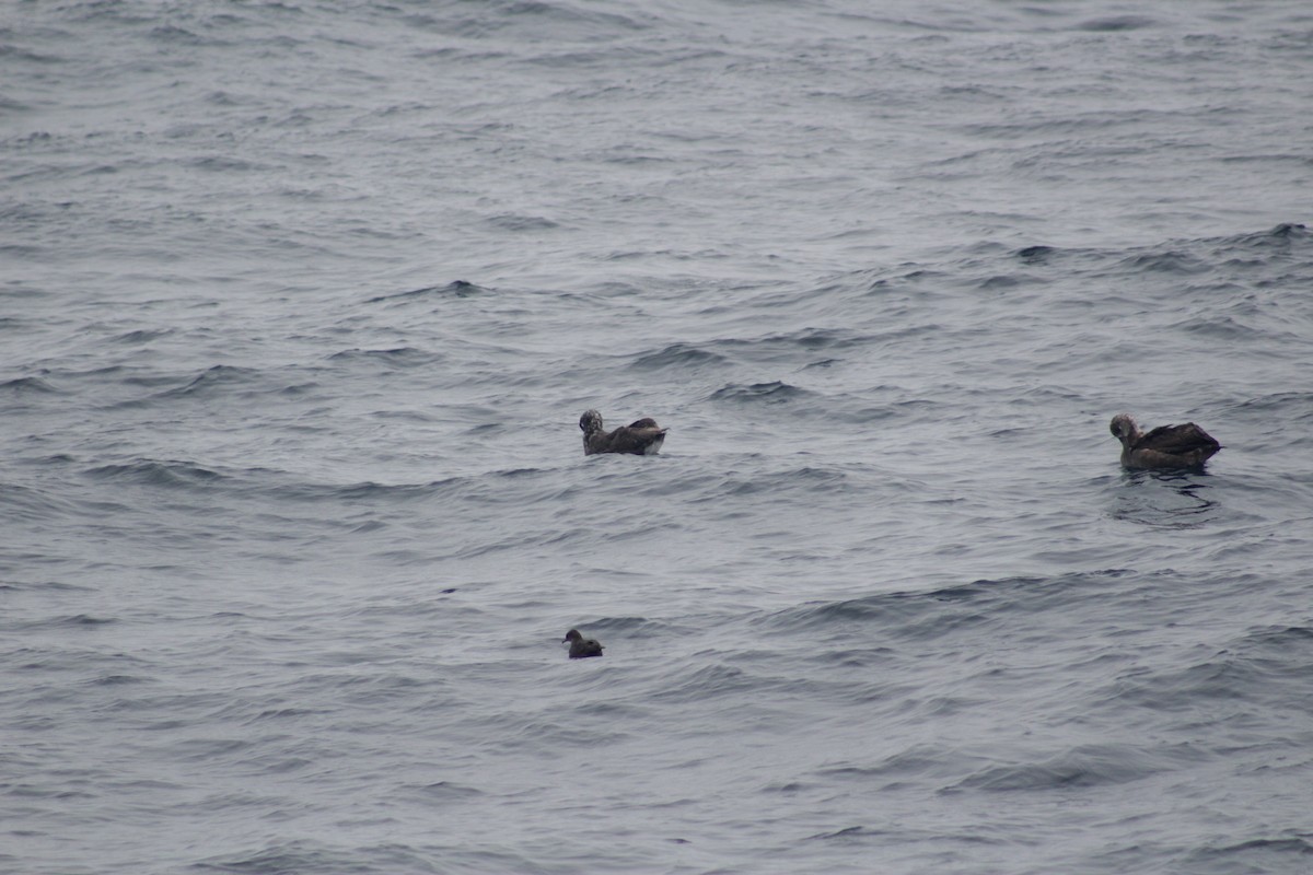 Short-tailed Shearwater - ML492628121