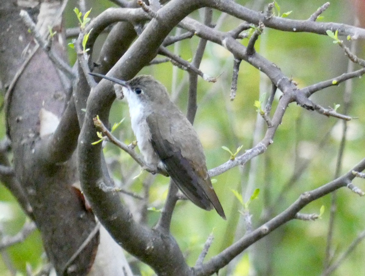 Mor Alınlı Kolibri - ML492628451