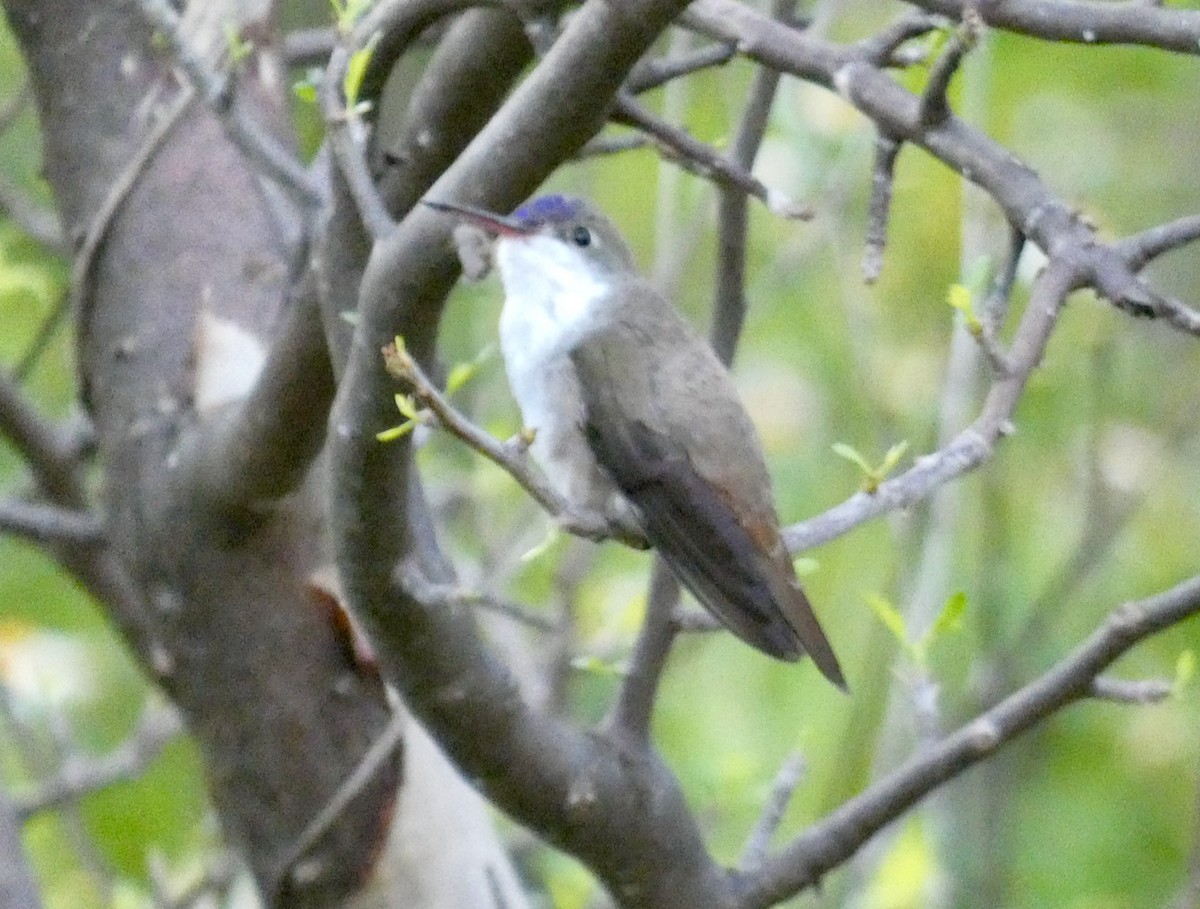 Violet-crowned Hummingbird - Mary Jane Gagnier