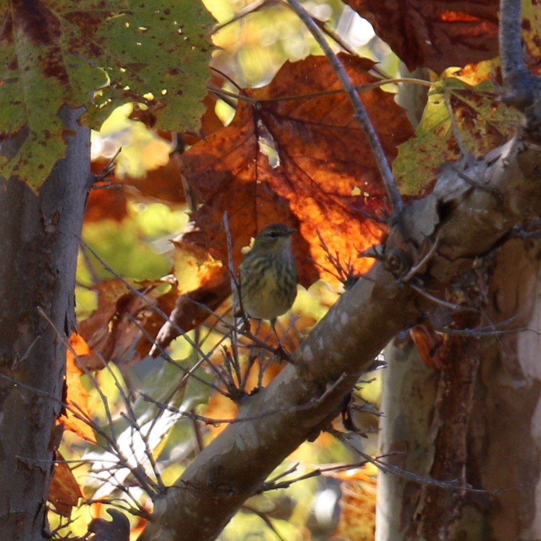 Cape May Warbler - ML492628921