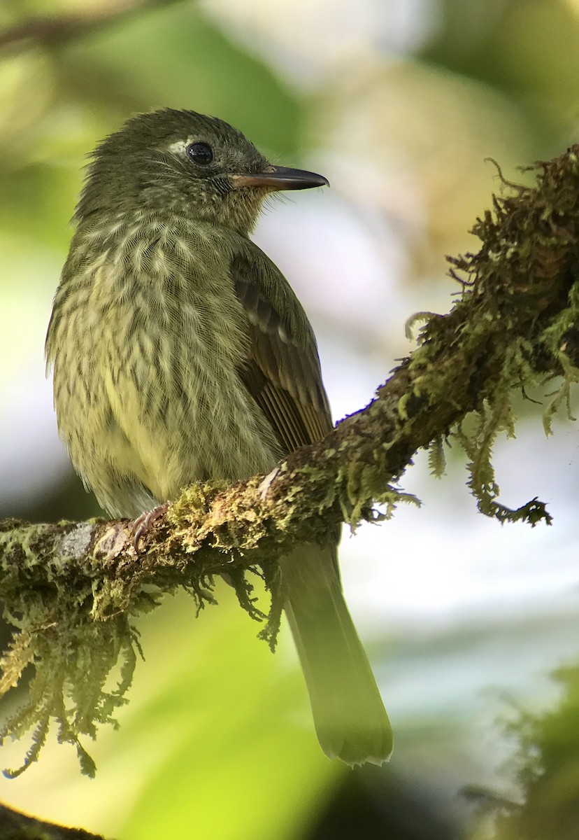 Olive-striped Flycatcher - Carlos Bethancourt