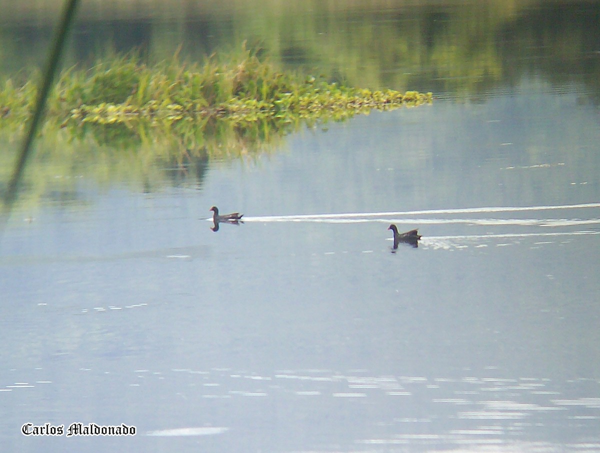 Common Gallinule - Carlos Eduardo Maldonado Amaya