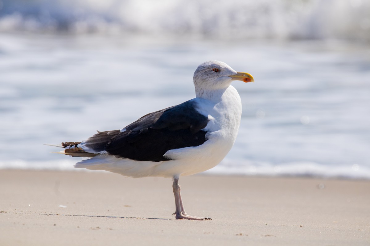 Great Black-backed Gull - ML492629631