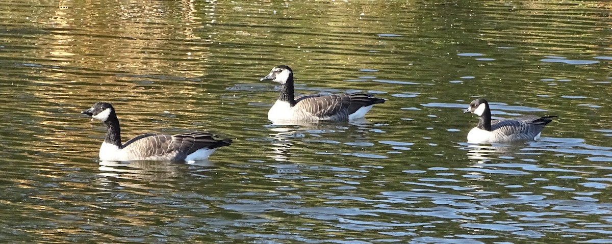 Cackling Goose - ML492630111