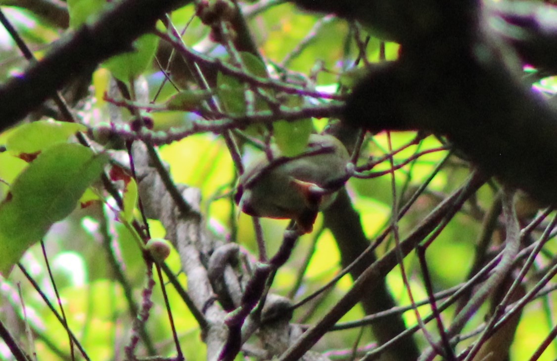 Long-tailed Manakin - ML492630311