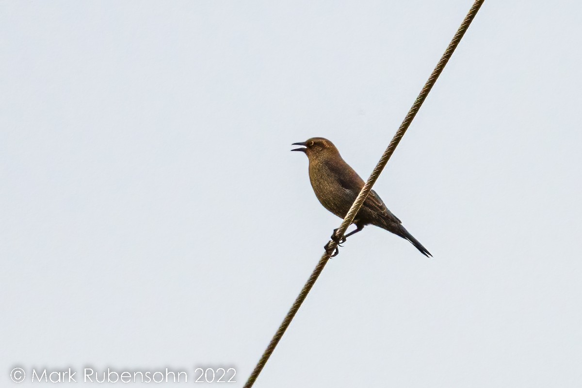 Rusty Blackbird - ML492631131