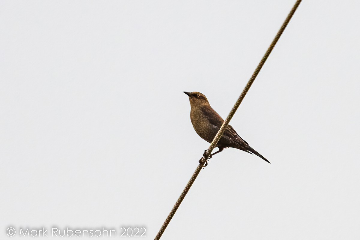 Rusty Blackbird - ML492631271