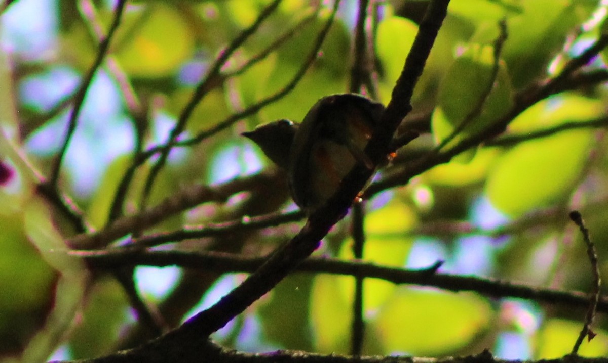 Long-tailed Manakin - ML492631421