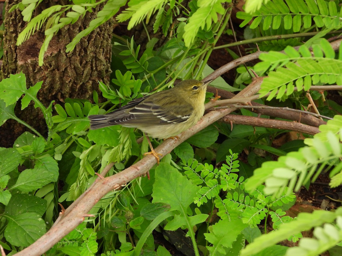 Blackpoll Warbler - ML492631601