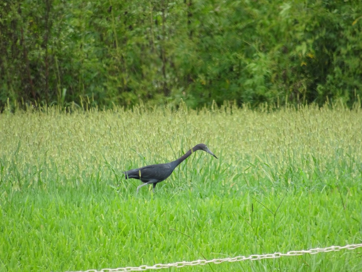Little Blue Heron - ML492632081