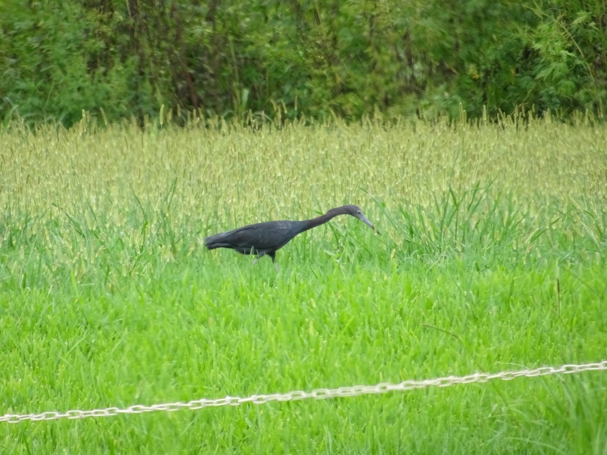Little Blue Heron - ML492632121