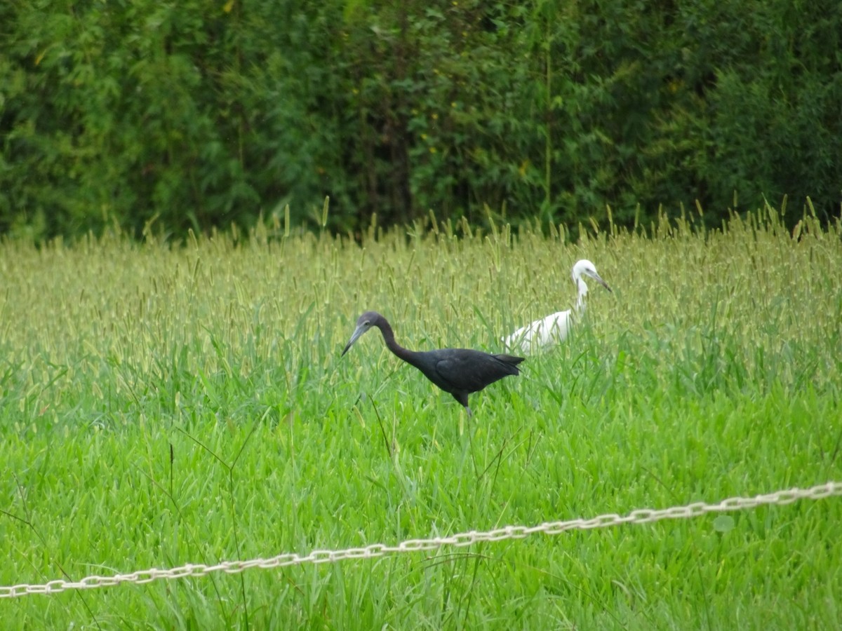 Little Blue Heron - ML492632131
