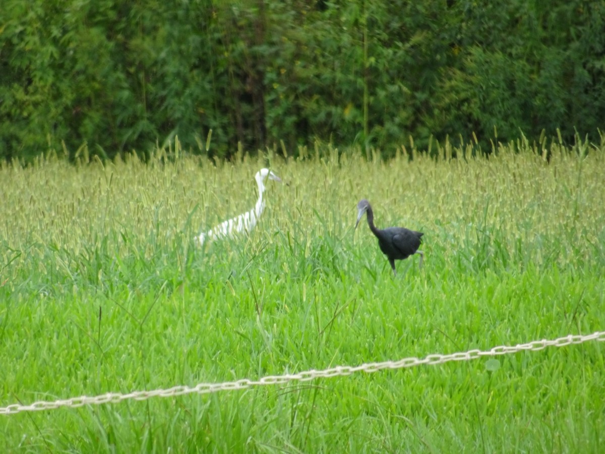 Little Blue Heron - ML492632161