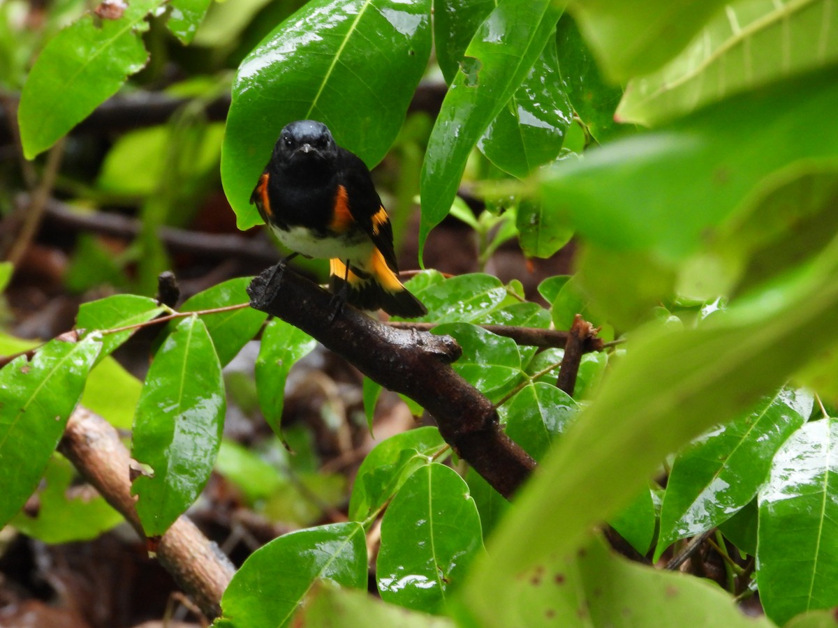 American Redstart - ML492632381