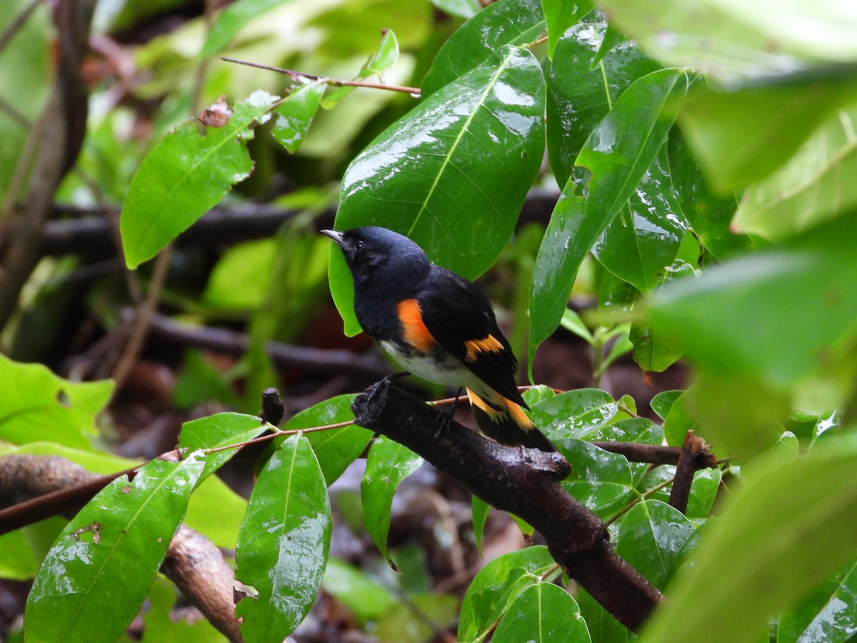 American Redstart - ML492632391