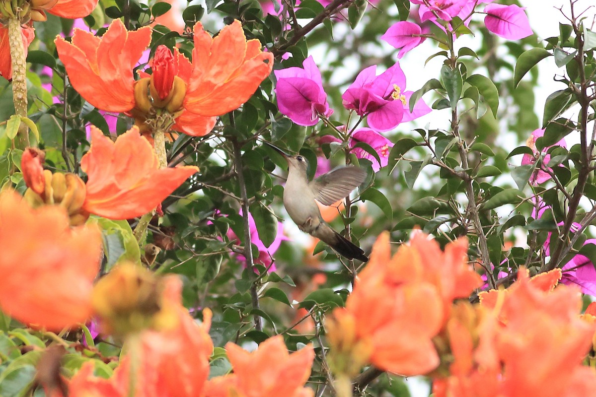 kolibřík klínoocasý (ssp. curvipennis) - ML492633071