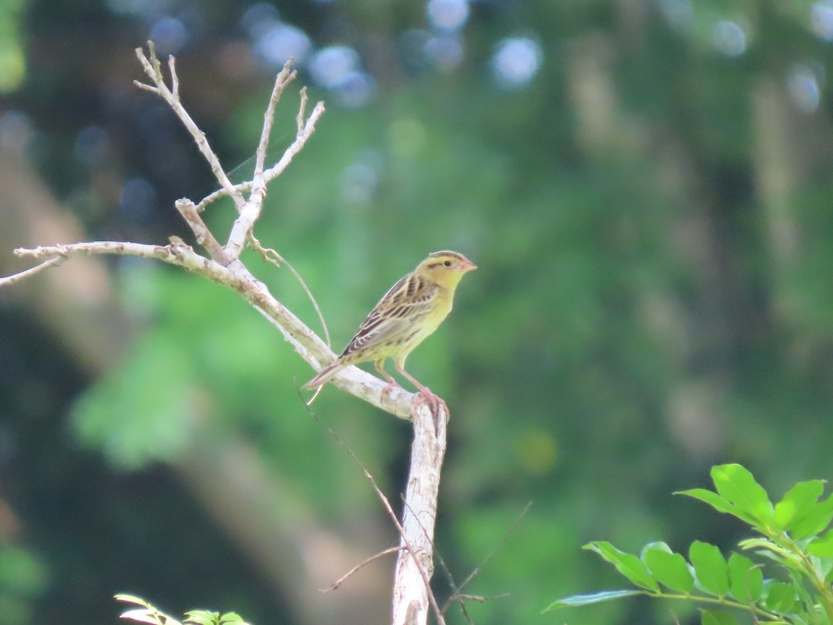 Bobolink - ML492633961